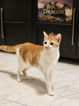 Princess Helaena -  Domestic Short Hair Cat for Adoption in Lucas, Texas - Princess Helaena | PetCurious