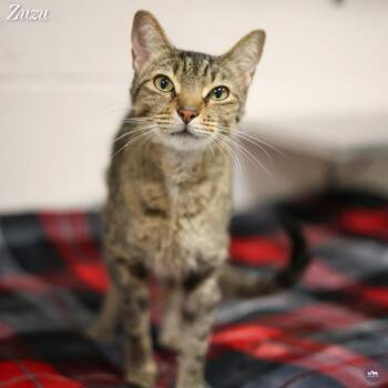 Zuzu -  Domestic Short Hair Cat for Adoption in Hopkinton, Massachusetts - Zuzu | PetCurious