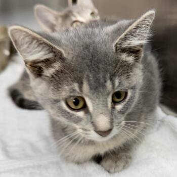 Artemis -  Domestic Short Hair Cat for Adoption in Chariton, Iowa - Artemis | PetCurious