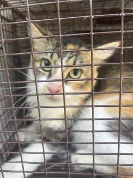 A662370 -  Domestic Short Hair Cat for Adoption in Houston, Texas - A662370 | PetCurious