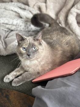 Siamese Cats Available for Adoption - Gracie | PetCurious