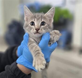 CHURRO -  Domestic Short Hair Cat for Adoption in Dallas, Texas - CHURRO | PetCurious