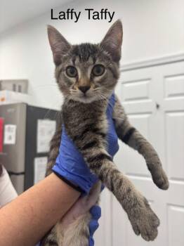 Laffy Taffy -  Domestic Short Hair Cat for Adoption in Cambridge, Maryland - Laffy Taffy | PetCurious