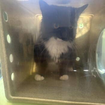 Domestic Short Hair Cats Available for Adoption in Philadelphia, Pennsylvania - Capito | PetCurious