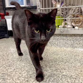 Herman Munster -  Domestic Short Hair Cat for Adoption in Falls Church, Virginia - Herman Munster | PetCurious