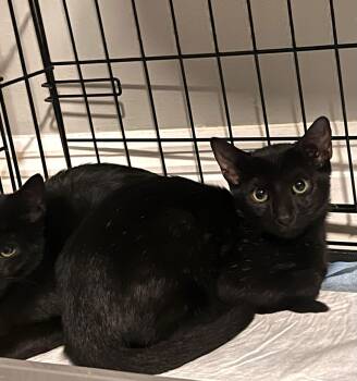 Rescue Domestic Short Hair Cats for Adoption in Miami, Florida - Panther | PetCurious