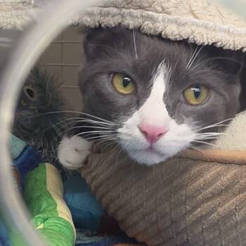 Baylee -  Domestic Short Hair Cat for Adoption - Baylee | PetCurious