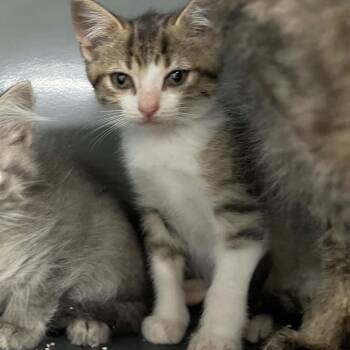 Koopa C11893 -  Domestic Short Hair Cat for Adoption - Koopa C11893 | PetCurious