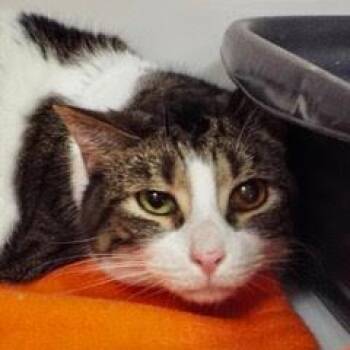 Tabby Cats Available for Adoption - Cindy | PetCurious