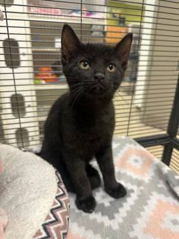Professor nap time (Wiltshire) -  Domestic Short Hair Cat for Adoption in Johnson City, Tennessee - Professor Nap Time (Wiltshire) | PetCurious