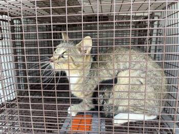 A658753 -  Domestic Short Hair Cat for Adoption in Houston, Texas - A658753 | PetCurious