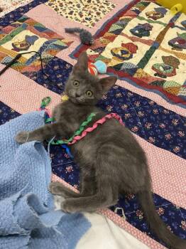 Domestic Short Hair Cats Available for Adoption in Aurora, Colorado - Briquettes | PetCurious