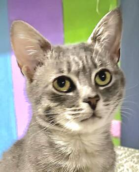 Axel -  Tabby Cat for Adoption in Attleboro, Massachusetts - Axel | PetCurious