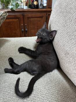 Willee Wonka -  Domestic Short Hair Cat for Adoption in Orlando, Florida - Willee Wonka | PetCurious