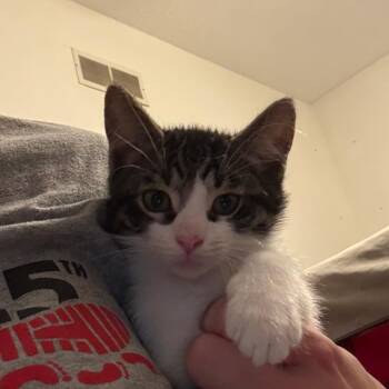 William -  Domestic Short Hair Cat for Adoption in Canton, Illinois - William | PetCurious
