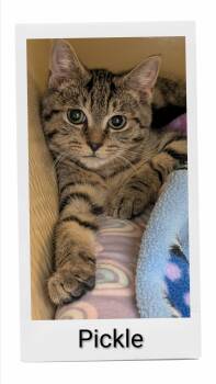 Pickle -  Domestic Short Hair Cat for Adoption in Caistor Centre, Ontario - Pickle | PetCurious