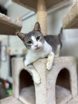 Rescue Domestic Short Hair Cats for Adoption in ABRAHAM BALDWIN COLLEGE, Georgia - C1512-25 Mossy | PetCurious