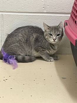 Rescue Domestic Short Hair Cats for Adoption in Crossville, Tennessee - Diamond | PetCurious