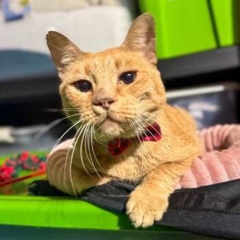 Rescue Domestic Short Hair Cats for Adoption in Tulsa, Oklahoma - Jar Jar Binks | PetCurious