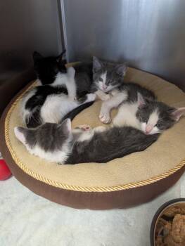 Domestic Short Hair Cats Available for Adoption in Fort Myers, Florida - Tiana | PetCurious