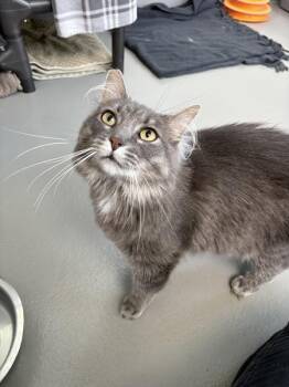 Raspberry Martini -  Domestic Long Hair Cat for Adoption in Healdsburg, California - Raspberry Martini | PetCurious