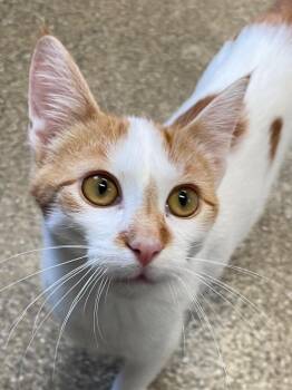 Rescue Domestic Short Hair Cats for Adoption in Spooner, Wisconsin - Junior | PetCurious