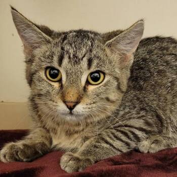 Mrs. Peacock -  Domestic Short Hair Cat for Adoption in Milan, Illinois - Mrs. Peacock | PetCurious