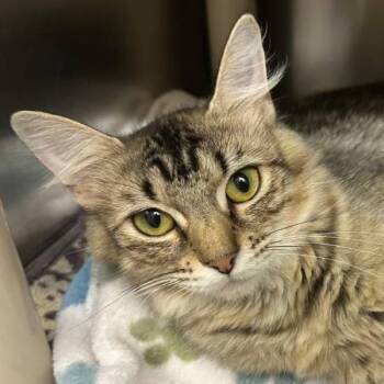 Bakugan -  Domestic Medium Hair Cat for Adoption in Walnut Creek, California - Bakugan | PetCurious