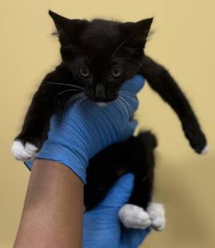 Spooky -  Domestic Short Hair Cat for Adoption in Honolulu, Hawaii - Spooky | PetCurious