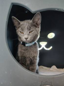 CHRIS -  Domestic Short Hair Cat for Adoption in Leesburg, Virginia - CHRIS | PetCurious