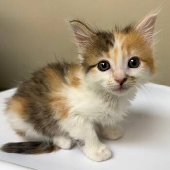 Hello Kitty -  Domestic Medium Hair Cat for Adoption in Birmingham, Alabama - Hello Kitty | PetCurious