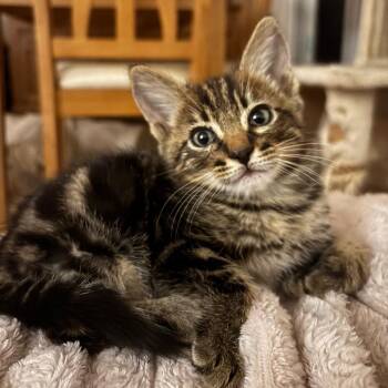Walker -  Domestic Short Hair Cat for Adoption in Redwood City, California - Walker | PetCurious