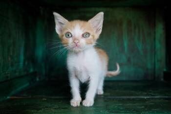 Rescue Domestic Short Hair Cats for Adoption in San Antonio, Texas - Egg | PetCurious