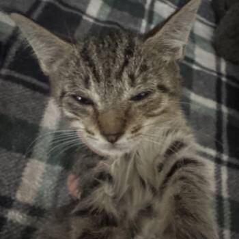 Domestic Short Hair Cats Available for Adoption in Lake Panasoffkee, Florida - SCFL-Stray-66101_2_3_4_5_6 | PetCurious