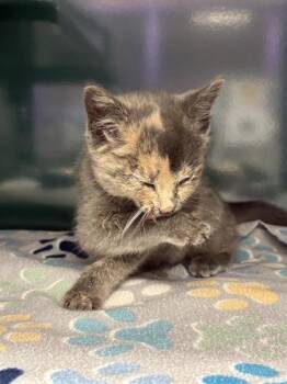 Rescue Domestic Short Hair Cats for Adoption in El Paso, Texas - Lizzie Mcguire | PetCurious