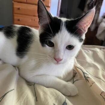 Rescue Domestic Short Hair Cats for Adoption in Silverton, Oregon - Warren (bonded With Tupac) | PetCurious