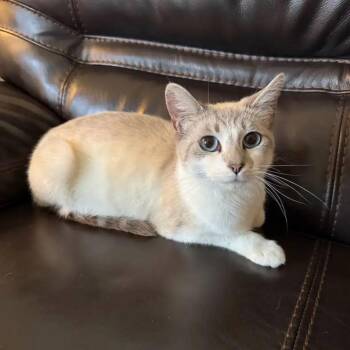 Snow White -  Snowshoe and Siamese Cat for Adoption in Norco, California - Snow White | PetCurious