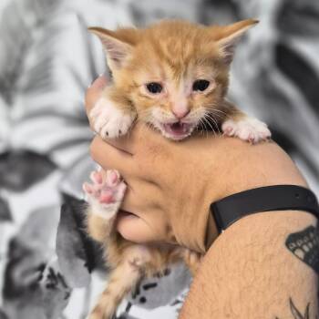 Creamsicle -  Domestic Short Hair Cat for Adoption in Wahiawa, Hawaii - Creamsicle | PetCurious