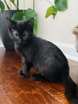 Bullshark -  Domestic Short Hair Cat for Adoption in Martinsville, Indiana - Bullshark | PetCurious