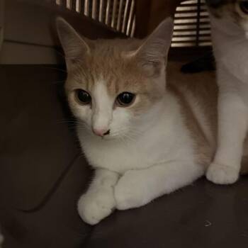 Greg -  Domestic Short Hair Cat for Adoption in Davenport, Iowa - Greg | PetCurious