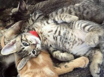 Coyote -  Domestic Short Hair Cat for Adoption in Bryan, Texas - Coyote | PetCurious