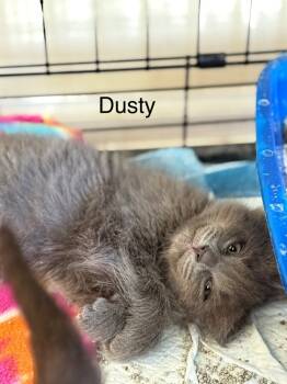 Rescue Domestic Long Hair Cats for Adoption in Libertyville, Illinois - Dusty | PetCurious
