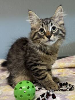 Sparkplug -  Domestic Short Hair and Tabby Cat for Adoption in Orland Hills, Illinois - Sparkplug | PetCurious
