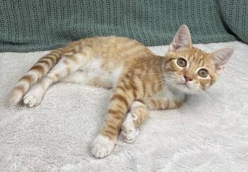 261352  Grasshopper -  Domestic Short Hair Cat for Adoption in Wetumpka, Alabama - 261352  Grasshopper | PetCurious