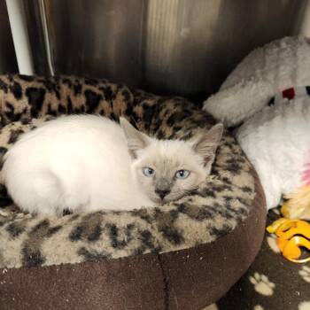 Kentucky -  Siamese Cat for Adoption in West Palm Beach, Florida - Kentucky | PetCurious