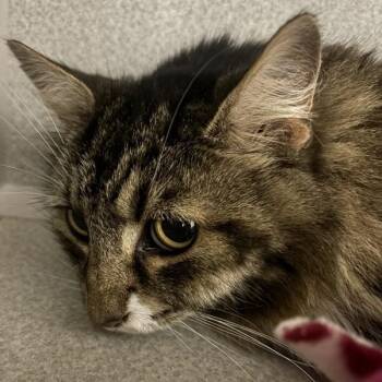 Sarah -  Domestic Long Hair Cat for Adoption in Des Moines, Iowa - Sarah | PetCurious
