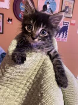 Rescue Domestic Medium Hair and Domestic Short Hair Cats for Adoption in San Diego, California - Danzig | PetCurious