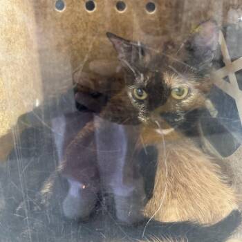 Salzone -  Domestic Short Hair Cat for Adoption in Philadelphia, Pennsylvania - Salzone | PetCurious