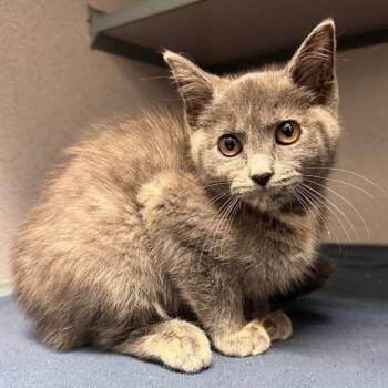 Minerva -  Domestic Short Hair Cat for Adoption in Waterloo, Iowa - Minerva | PetCurious