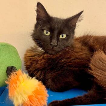 Domestic Medium Hair Cats Available for Adoption in Long Beach, California - Siren | PetCurious
